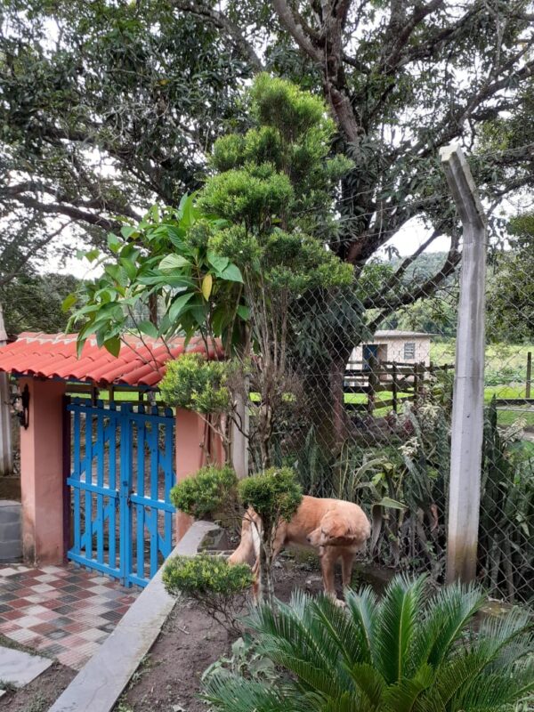 Sitio tipo fazenda em Melo Franco/Brumadinho AMC224 - Image 4