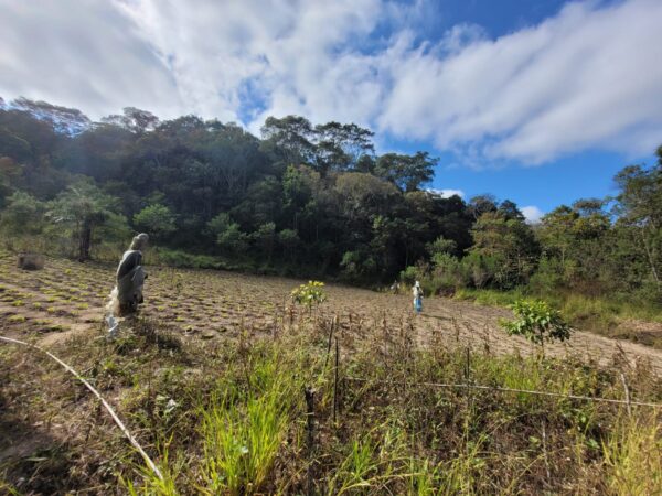 Sitio, tipo roça, com muita água em Caeté AMC216 (VENDIDO) - Image 17