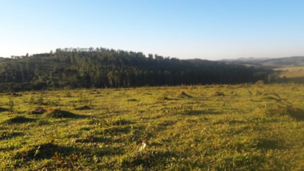 Fazenda em Itatiauçu AMC395 - Image 11