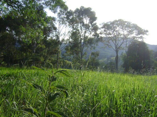 Fazenda em Itatiauçu AMC395 - Image 18