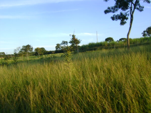 Fazenda em Itatiauçu AMC395 - Image 20