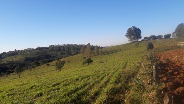 Fazenda em Itatiauçu AMC395 - Image 27