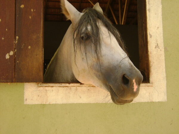 Fazenda em Mateus Leme AMC396 - Image 35