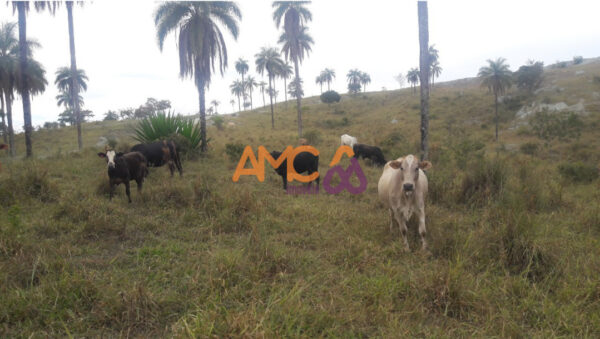 Fazenda em São Gotardo AMC412 - Image 6